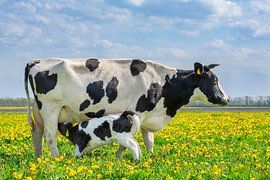Pasgeboren kalf drinkt bij moeder koe in Europees weiland met bloeiende paardenbloemen