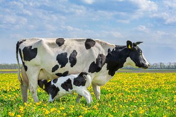 Pasgeboren kalf drinkt bij moeder koe in Europees weiland met bloeiende paardenbloemen van Ben Schonewille