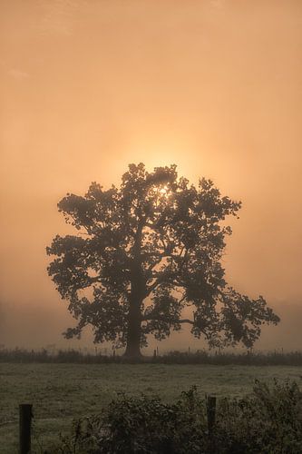 Boom op Landgoed Soelen