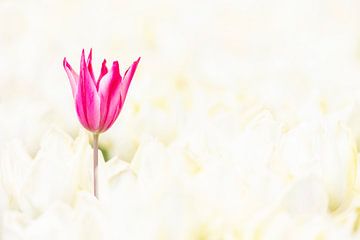 Roze tulp in een wit tulpenveld. van Ron van der Stappen