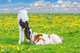 Zwei neugeborene Kälber kuscheln auf einer Wiese mit gelben Löwenzähnen von Ben Schonewille