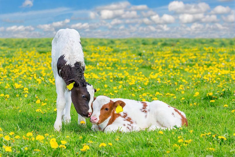 Two newborn calves cuddling in meadow with yellow dandelions by Ben Schonewille