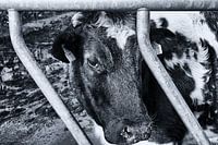 The cow that's locked up