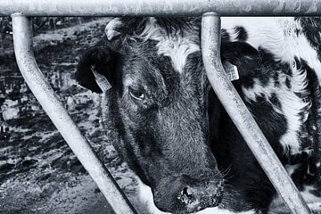 De koe die opgesloten zit van reivilo fotografie