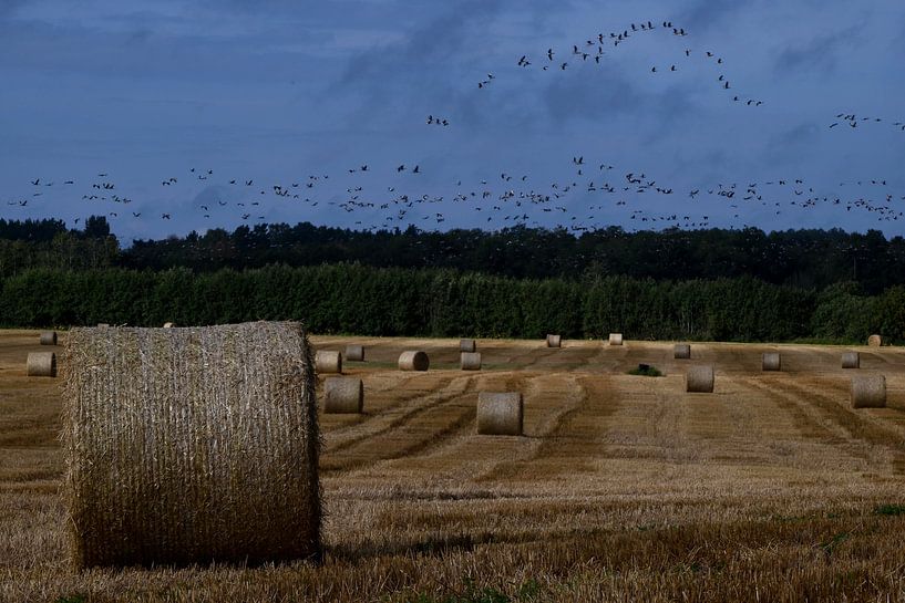 BALTICUM by Miroslav Ptacek