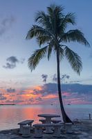 Palm tree during sunset.