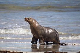 Australischer Seelöwe von Dirk Rüter