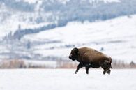 Amerikaanse Bison ( Bison bison ) galoppeert in de winter over het plateau van Yellowstone NP, wildl van wunderbare Erde thumbnail