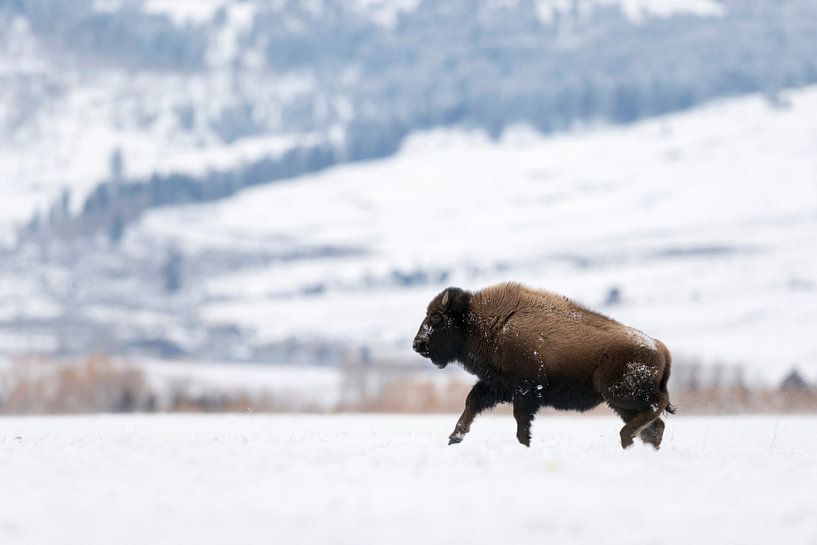 Amerikaanse Bison ( Bison bison ) galoppeert in de winter over het plateau van Yellowstone NP, wildl van wunderbare Erde