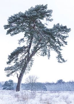 De Strubben-Kniphorstbosch - Schipborg - Drenthe (Pays-Bas)