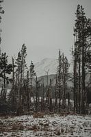 Forêt morte dans les Cairngorms
