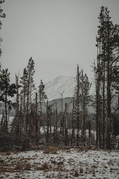 Forêt morte dans les Cairngorms par Paulien van der Werf