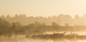 Nebel im polder (Utrecht) von Robert van Iperen