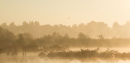 Foggy turfpolder in morning by Robert van Iperen