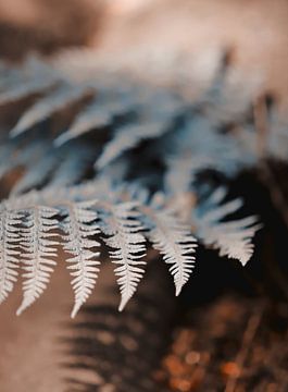 The magic forest - ferns in the forest by Daniël Nelck