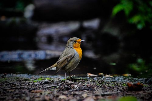 A robin in nature
