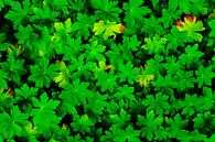 Hardy Geranium Leaves van Arc One thumbnail