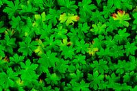 Hardy Geranium Leaves