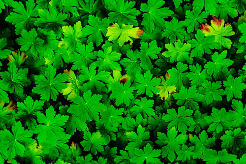 Hardy Geranium Leaves