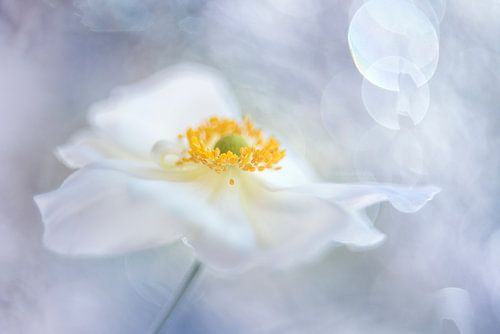 Meine Fantasie von Christl Deckx