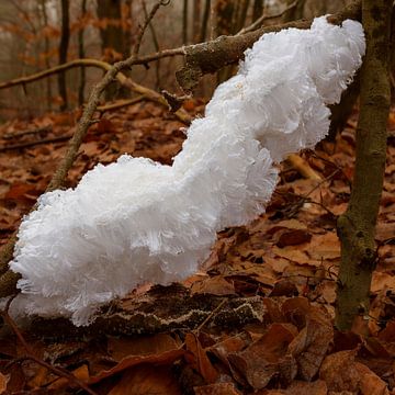 Cheveux de glace