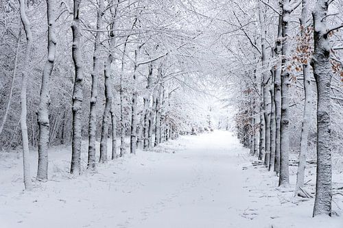 Begin januari en er is een mooie laag sneeuw gevallen in de bossen van Hoog Buurlo op de Veluwe