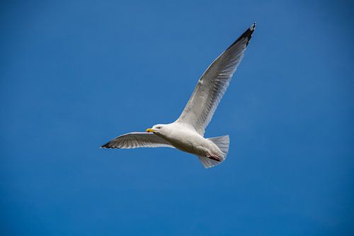 Mouette aux ailes déployées