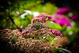 Libelle sur Ingrid de Vos - Boom