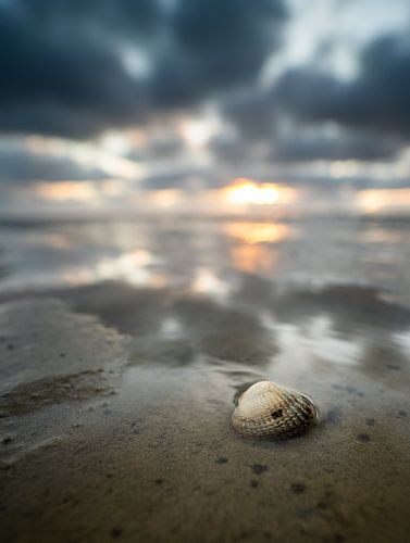 Coques sur la plage verte