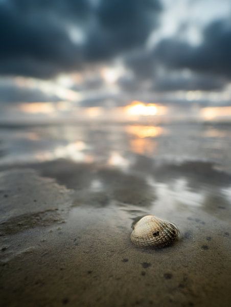 Herzmuscheln am Grünstrand von Armand Hielkema