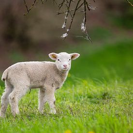 Lamb on the pasture in spring by Martin Steiner