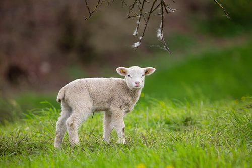 Lam op de wei in de lente