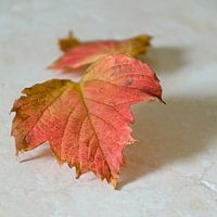Herfst