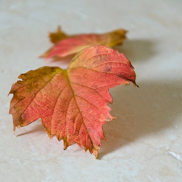 Herfst par Pierre Timmermans