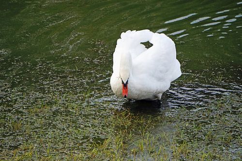 trotse zwaan