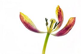 Overgrown tulip with a white background