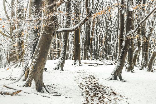Speulderwald [Winter] von rosstek ®