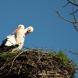 Störche auf dem Nest im Naturpark Lelystad von ESB-Fotografie