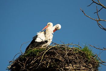 Störche auf dem Nest im Naturpark Lelystad