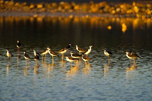 Groep steltkluten (Himantopus himantopus) in gouden licht bij Bullenbaai Curaçao.