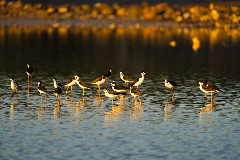 Groupe d'échasses (Himantopus himantopus) dans la lumière dorée à Bullenbaai Curaçao. par Angelique Cathalina