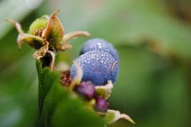 Tautropfen von Stephan Trip