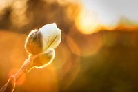 Magnolia in de knop tijdens de zonsondergang