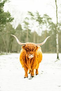 Schottische Highlander-Rinder im Schnee während des Winters in einem Wald
