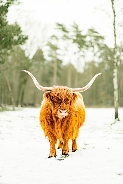 Scottish Highlander cattle in the snow during winter in a forest by Sjoerd van der Wal Photography