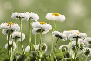 Bellis