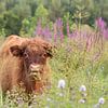 Calf of a Scottish Highlander in a flowery field by Bas Ronteltap