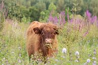 Kalf van Schotse hooglander in bloemrijk veld van Bas Ronteltap thumbnail