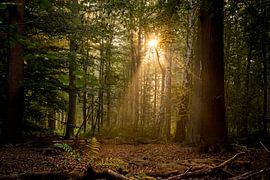 Breda Liesbos in de mist