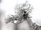 Oak moss by Siska-Anna Douma-Schepenaar thumbnail